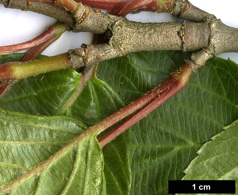 High resolution image: Family: Adoxaceae - Genus: Viburnum - Taxon: erubescens - SpeciesSub: var. gracilipes